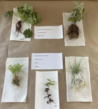 plant roots and shoots