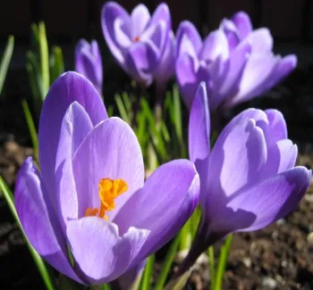 purple crocus