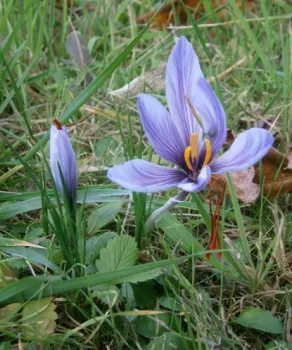 saffron crocus