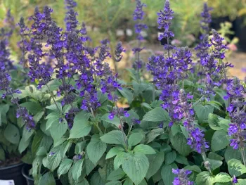 Salvia ‘Mystic Spires’ 