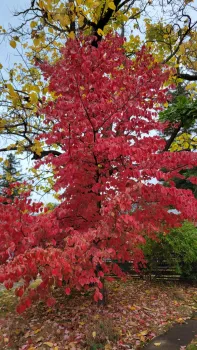 Dogwood leaves turn a brilliant red in the fall. J. Alosi