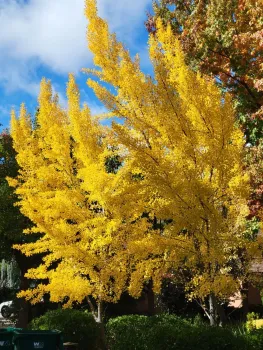 The leaves of ginkgo biloba turn a glorious golden yellow in the fall. J. Alosi