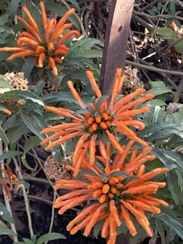 Lion's Tail in the Demo Garden. Anne Ryder