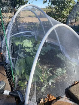 Winter vegetables under protective cover in the Edible Garden. Anne Ryder