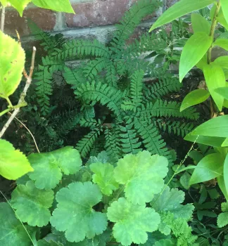 Heuchera maxima and Five-Finger Fern