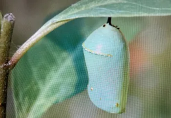 Monarch pupa