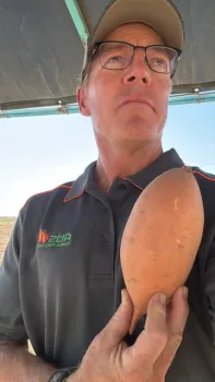 Stoddard holds a Bellevue sweet potato vertically
