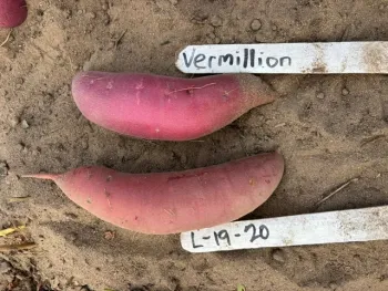 Two red-skinned sweetpotatoes - the top one labeled Vermillion and the bottom one labeled L-19-20
