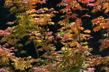 Vine Maple (Acer circinatum)
