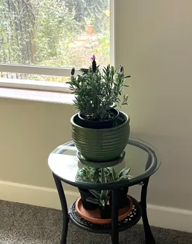 Lavender next to a sunny bedroom window invites relaxation. Debi Durham