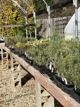 No matter what the season, local nurseries carry a variety of herbs. Debi Durham