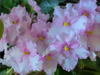 African Violet flowering in December. J. Alosi