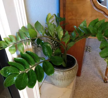 ZZ Plant AKA Aroid Palm. Emilee Warne