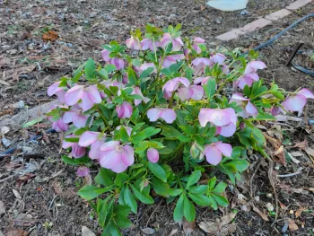 A hellebore in bloom. J. Alosi