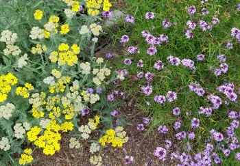 How to select California native plants for your home landscape