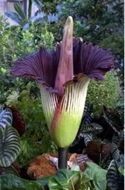 Corpse Flower in Bloom