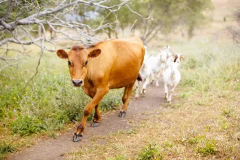 Cow leading goats on a small farm