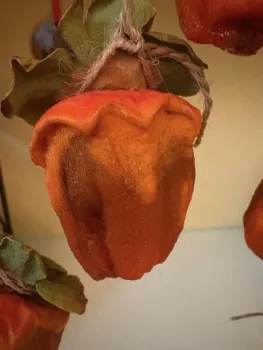 Drying persimmon