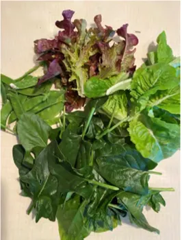 Lettuces, snowpeas and malabar spinach.