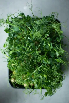 Tray of ready to harvest microgreens