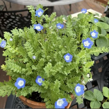 Nemophila menziesii Baby Blue Eyes