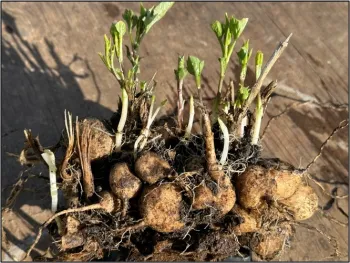 Dahlia tubers with normal growth shoots emerging.