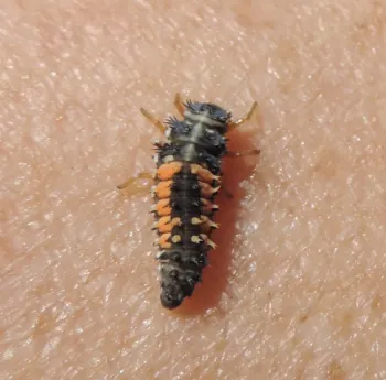 Ladybeetle larva - a voracious aphid eater.