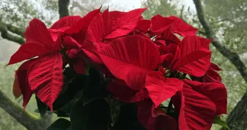 Poinsettia