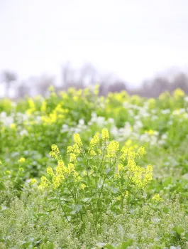Mustard cover crops in Sacramento Valley 