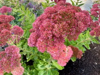 Sedum ‘autumn joy’ blossoms
