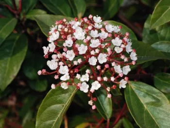 Viburnum tinus flowers