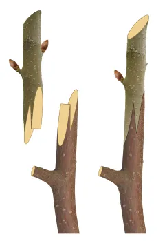 Whip and tongue graft diagram