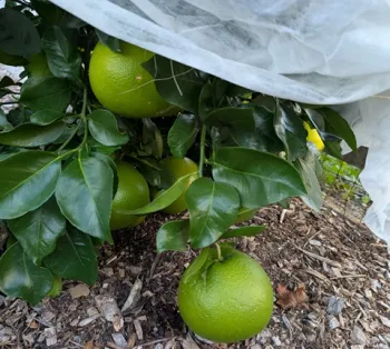 Winter garden tips for Sonoma County