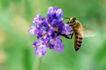 bee on flower