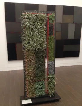 mounted display of a combination of succulents and tillandsias