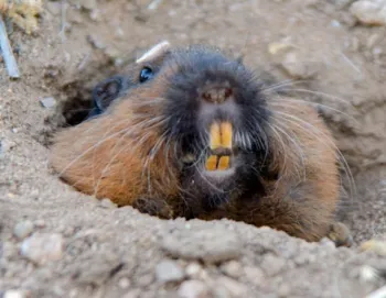 Tips to manage garden pests such as gophers