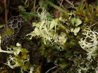 Lichens and Mosses - photo copyright Ree Slocum