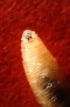 Closeup of New World screwworm larva, showing the mouth hooks