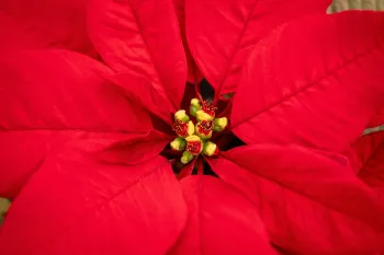 Poinsettia detail 2