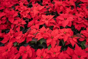 Poinsettia detail 1