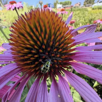 purple coneflower Echinacea purpurea