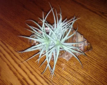 Tillandsia air plant resting in a sea shell