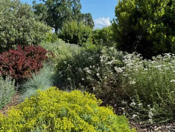 California Native Plants section of the Demonstration Garden. Laura Kling