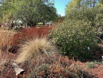 In the fall, seedheads provide food for wildlife in the California Native Plants section of the Demonstration Garden. Laura Kling