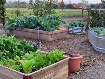 Vegetables in the Edible Landscape section at the Demonstration Garden. Laura Kling