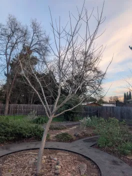 A young ginkgo tree, its branches reaching skyward. Laura Lukes.