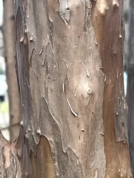 The bark of a crepe myrtle. J.C. Lawrence