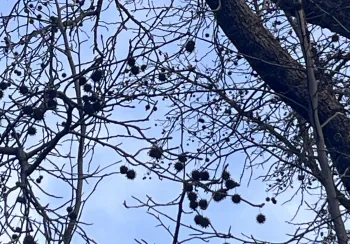 The seed pods of liquidamber trees are lovely - when they remain on the tree. On the ground, it's another story 2. J.C. Lawrence