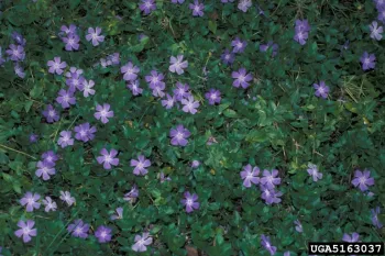 Clumps of greater periwinkle purplish blossoms and green leaves.