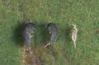 Dark adults and pale nymph springtails with spring organ (tail) visible.